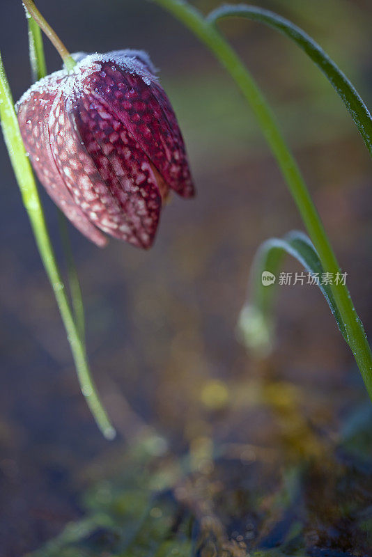 冰冻盛开的郁金香、蛇头贝母(Fritillaria meleagris)在其自然环境，沼泽